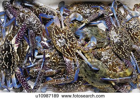 Stock Photo - Swimming crab. Fotosearch