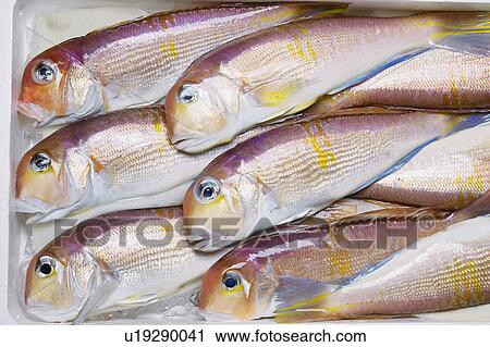 Stock Image - Tilefish. Fotosearch