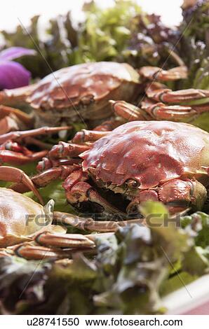 Stock Image - Crab. Fotosearch