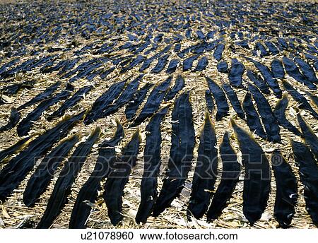 Stock Image - Seaweed. Fotosearch