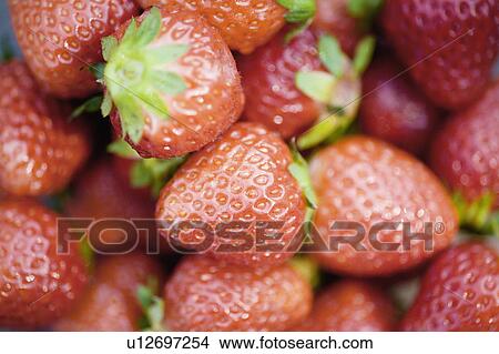 Picture - Strawberry. Fotosearch