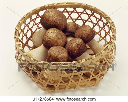 Picture - Agaricus mushroom. Fotosearch