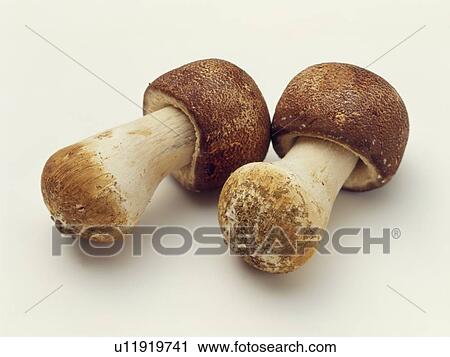 Stock Image - Agaricus mushroom. Fotosearch
