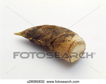 Bamboo shoot View Large Photo Image Stock Image - Bamboo shoot. Fotosearch