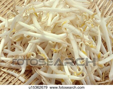 Bean sprouts View Large Photo Image Stock Photo - Bean sprouts. Fotosearch