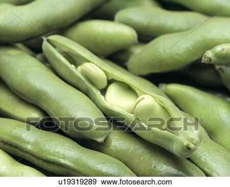 Stock Photo - Broad beans. Fotosearch