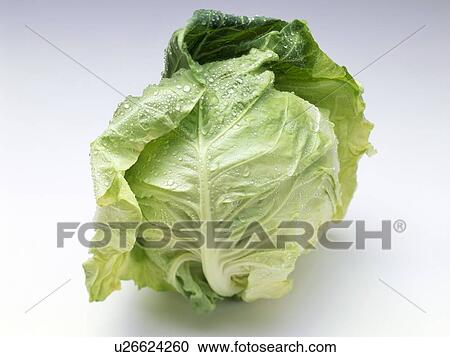 Cabbage View Large Photo Image Stock Image - Cabbage. Fotosearch