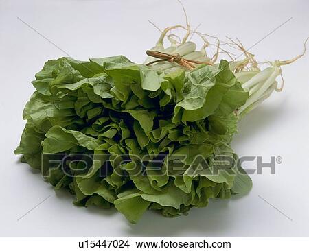 Picture - Chinese cabbage. Fotosearch