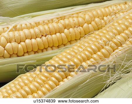 Corn View Large Photo Image Stock Photo - Corn. Fotosearch