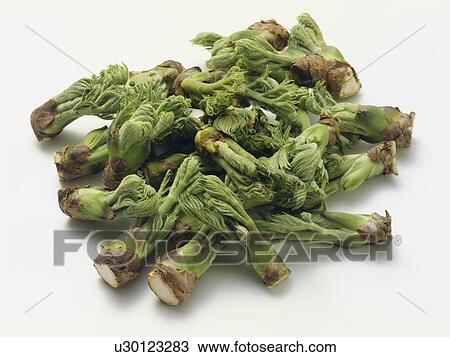 Stock Image - Fatsia sprouts. Fotosearch