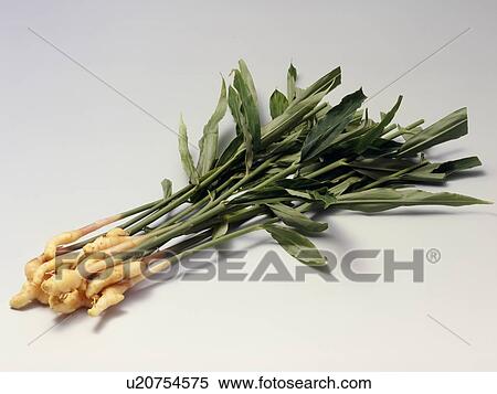 Stock Photography - Ginger. Fotosearch