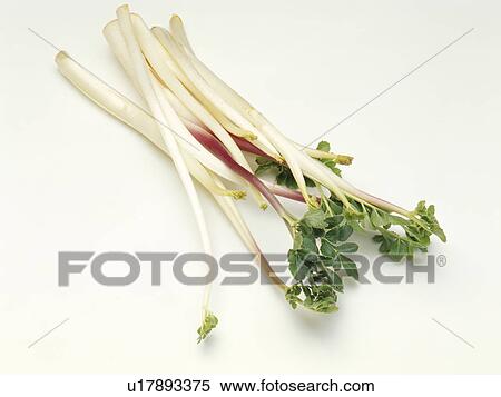 Stock Photography - Glehnia root. Fotosearch