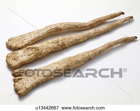 Japanese yam View Large Photo Image Stock Photo - Japanese yam. Fotosearch