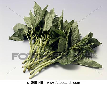 Stock Image - Jew's mallow. Fotosearch