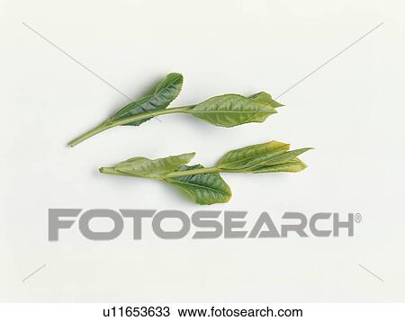 Leaf of green tea View Large Photo Image Stock Image - Leaf of green tea. Fotosearch