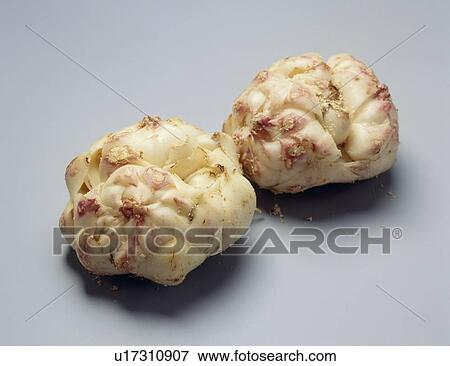 Stock Photo - Lily bulb. Fotosearch
