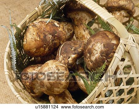 Matsu take mushroom View Large Photo Image Picture - Matsu take mushroom. Fotosearch