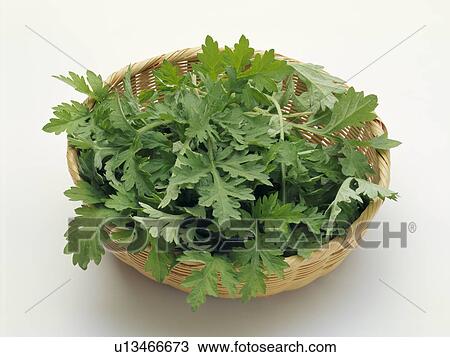 Stock Image - Mugwort. Fotosearch