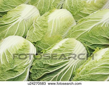 Stock Image - Napa cabbage. Fotosearch