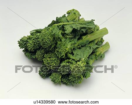 Oil seed rape View Large Photo Image Stock Image - Oil seed rape. Fotosearch