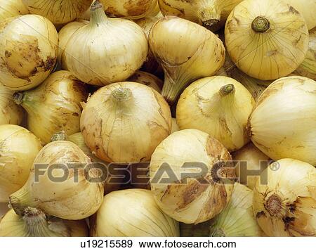 Onion View Large Photo Image Stock Photo - Onion. Fotosearch