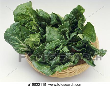 Stock Photography - Pak Choi. Fotosearch