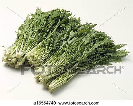 Potherb mustard View Large Photo Image Stock Image - Potherb mustard. Fotosearch