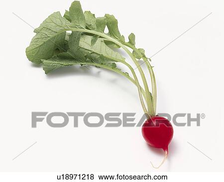Stock Photo - Radish. Fotosearch