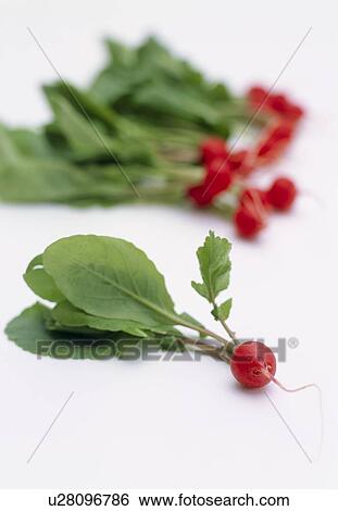 Stock Photograph - Radish. Fotosearch