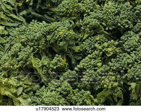 Stock Image - Rape blossoms. Fotosearch