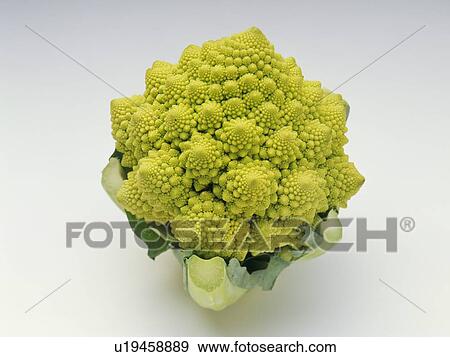 Romanesco broccoli View Large Photo Image Stock Photo - Romanesco broccoli. Fotosearch