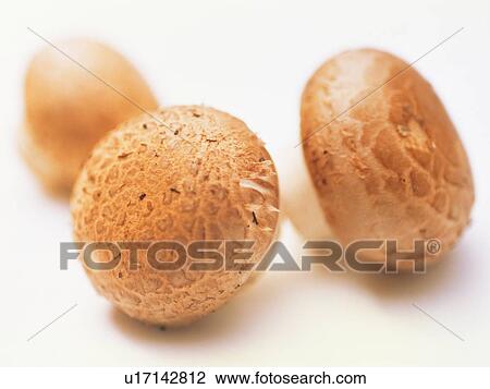 Shiitake mushroom View Large Photo Image Stock Image - Shiitake mushroom. Fotosearch