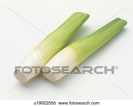 Stock Photography - Sprout of manchurian wild rice. Fotosearch