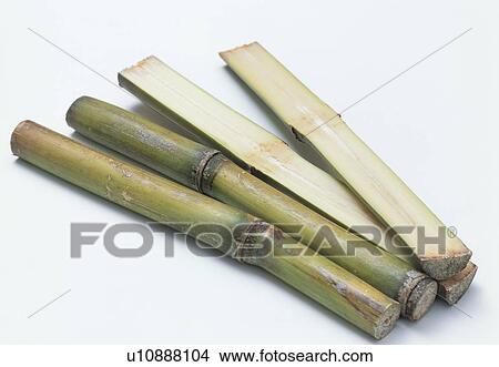 Sugarcane View Large Photo Image Picture - Sugarcane. Fotosearch