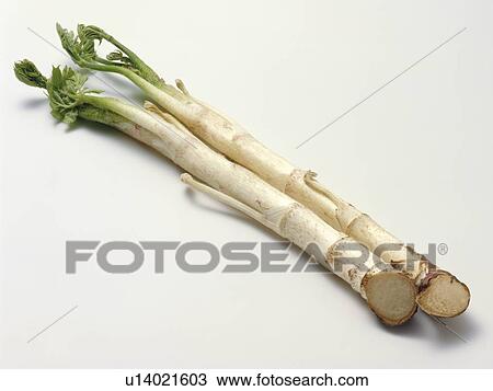 Stock Image - Udo. Fotosearch