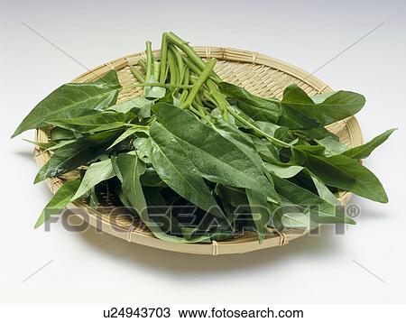 Water spinach View Large Photo Image Stock Image - Water spinach. Fotosearch