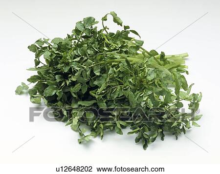 Watercress View Large Photo Image Stock Image - Watercress. Fotosearch