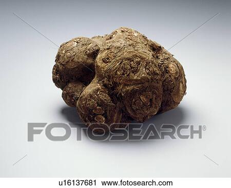 Yam View Large Photo Image Stock Image - Yam. Fotosearch