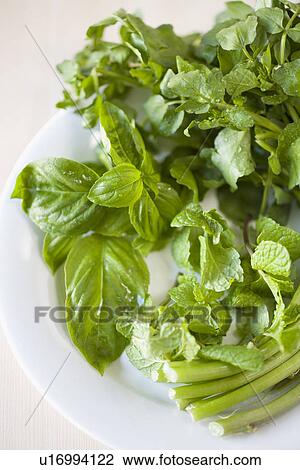 Stock Image - Basil on plate. Fotosearch