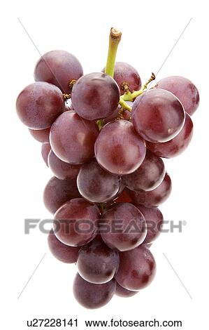 Bunch of grapes View Large Photo Image Stock Image - Bunch of grapes. Fotosearch