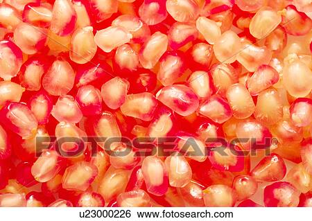 Pomegranate Seeds, Full Frame View Large Photo Image Stock Photograph - Pomegranate Seeds, Full Frame. Fotosearch