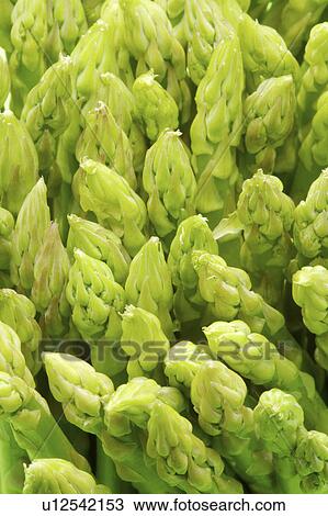 Stock Image - Asparagus. Fotosearch
