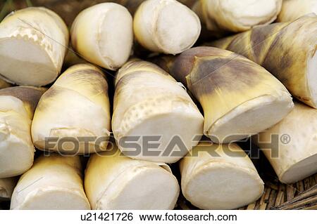 Bamboo shoots View Large Photo Image Stock Photograph - Bamboo shoots. Fotosearch