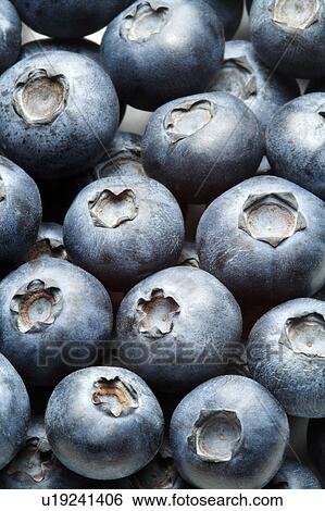 Stock Photograph - Blueberry. Fotosearch