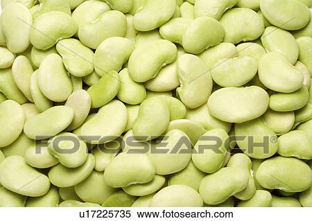 Broad bean View Large Photo Image Stock Photography - Broad bean. Fotosearch