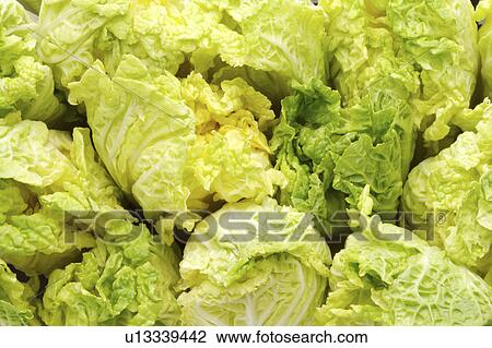 Stock Image - Cabbage. Fotosearch