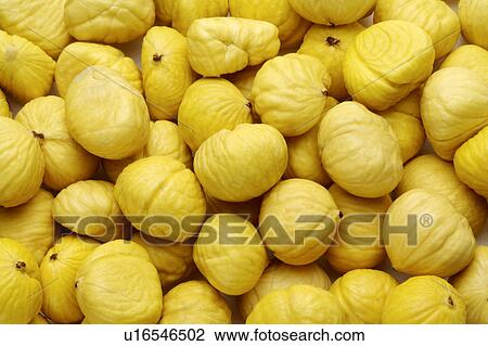 Stock Image - Chestnut. Fotosearch