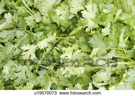Stock Image - Coriander. Fotosearch