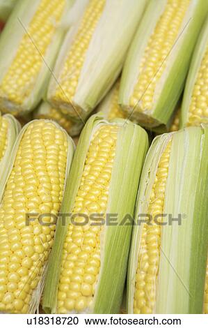 Stock Image - Corn. Fotosearch