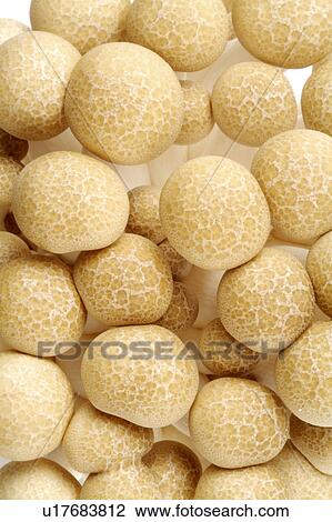 Stock Image - Fungi plant. Fotosearch